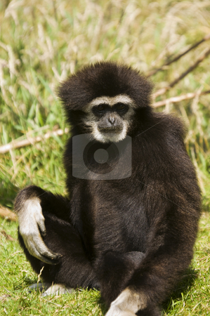 To use this stock image in your creative project, please select the size you need over to the right and click the "Add to Cart" button.
Your downloaded image will come with the Cutcaster watermark removed so don’t worry about the watermark you see on this page. White Handed Gibbon stock photo, Close up of a White Handed Gibbon (Hylobates lar) by Stephen Meese