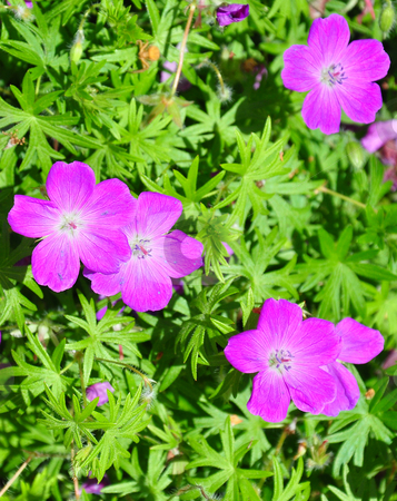 To use this stock image in your creative project, please select the size you need over to the right and click the "Add to Cart" button.
Your downloaded image will come with the Cutcaster watermark removed so don’t worry about the watermark you see on this page. Crane's bill (Geranium) stock photo, Crane's bill (Geranium) by Robert Biedermann