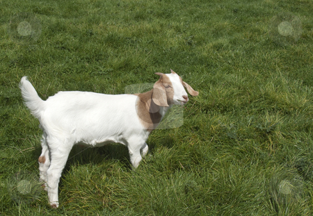 To use this stock image in your creative project, please select the size you need over to the right and click the "Add to Cart" button.
Your downloaded image will come with the Cutcaster watermark removed so don’t worry about the watermark you see on this page. Goat stock photo, A baby goat in the middle of a field grazing by Stephen Clarke