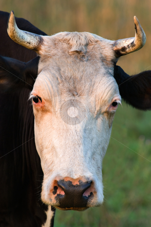 To use this stock image in your creative project, please select the size you need over to the right and click the "Add to Cart" button.
Your downloaded image will come with the Cutcaster watermark removed so don’t worry about the watermark you see on this page. Cow with horns stock photo, Close-up picture showing a cow with horns. by Andreas Karelias
