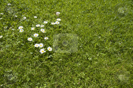 Collection of daisies Collection of daisies stock photo, A group of daisies on a lawn. by Stephen Kiernan