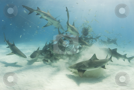 To use this stock image in your creative project, please select the size you need over to the right and click the "Add to Cart" button.
Your downloaded image will come with the Cutcaster watermark removed so don’t worry about the watermark you see on this page. School of Scavenging Lemon Sharks stock photo, A school of lemon sharks (Negaprion brevirostris) stir up the white bottom as they scavenge for their share of food. by A Cotton Photo