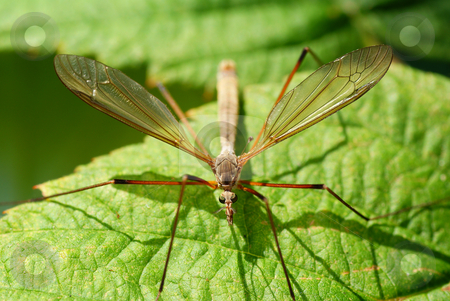 Mosquito Mosquito stock photo, Big mosquito sit on green raspberry bush by Jolanta Dabrowska
