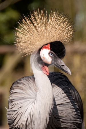 To use this stock image in your creative project, please select the size you need over to the right and click the "Add to Cart" button.
Your downloaded image will come with the Cutcaster watermark removed so don’t worry about the watermark you see on this page. Bird with crown stock photo, Exotic bird with crown by Kurt Marlein