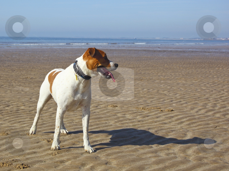 To use this stock image in your creative project, please select the size you need over to the right and click the "Add to Cart" button.
Your downloaded image will come with the Cutcaster watermark removed so don’t worry about the watermark you see on this page. Dog on a beach stock photo, A happy dog looking down a beach by Mike Smith