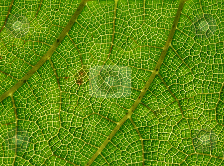 To use this stock image in your creative project, please select the size you need over to the right and click the "Add to Cart" button.
Your downloaded image will come with the Cutcaster watermark removed so don’t worry about the watermark you see on this page. Green leaf veins macro close up. stock photo, Green leaf veins macro close up. by Stephen Rees