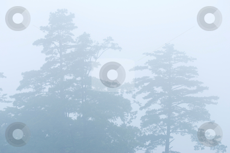 To use this stock image in your creative project, please select the size you need over to the right and click the "Add to Cart" button.
Your downloaded image will come with the Cutcaster watermark removed so don’t worry about the watermark you see on this page. Pine tree in the forest with fog stock photo, Pine tree in the forest with fog, natural woodland. by Lawren