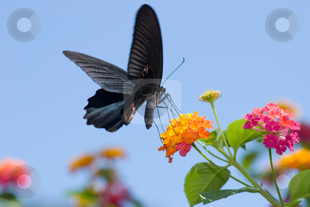 To use this stock image in your creative project, please select the size you need over to the right and click the "Add to Cart" button.
Your downloaded image will come with the Cutcaster watermark removed so don’t worry about the watermark you see on this page. Big black swallowtail butterfly flying under blue sky stock photo, Big black swallowtail butterfly flying under blue sky, feeding on flowers by Lawren