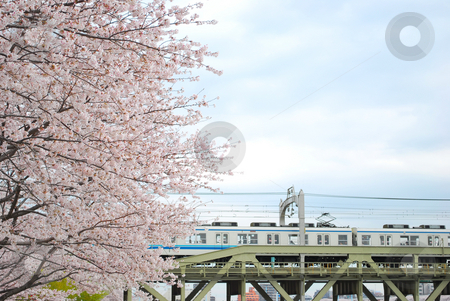 Cherry blossoms during spring Cherry blossoms during spring stock photo, Japanese cherry blossoms during spring with a railway in the background, symbolizing the contrast or blend between nature and technology, the concept of transiency, the short-lived nature, passing of time and other abstract ideas. by Wai Chung Tang