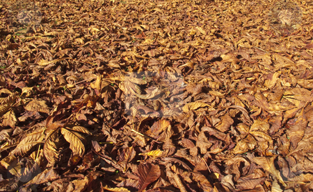 To use this stock image in your creative project, please select the size you need over to the right and click the "Add to Cart" button.
Your downloaded image will come with the Cutcaster watermark removed so don’t worry about the watermark you see on this page. Autumn leaves stock photo, Lots of leaves from the horse chestnut tree fallen on the grass by Stephen Clarke