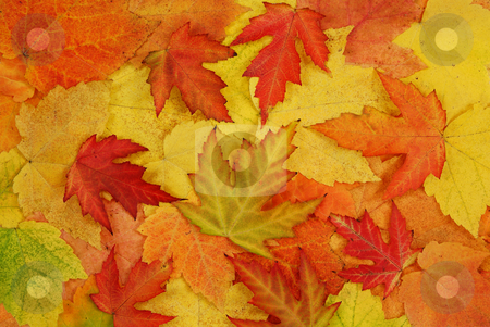 To use this stock image in your creative project, please select the size you need over to the right and click the "Add to Cart" button.
Your downloaded image will come with the Cutcaster watermark removed so don’t worry about the watermark you see on this page. Leaf of autumn stock photo, Coloured fresh leaf of autumn as background by Jolanta Dabrowska
