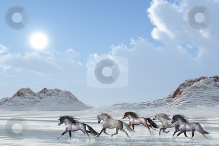 WINTER AFTERNOON WINTER AFTERNOON stock photo, A herd of wild horses run in the snows of a bright winter day. by Corey Ford