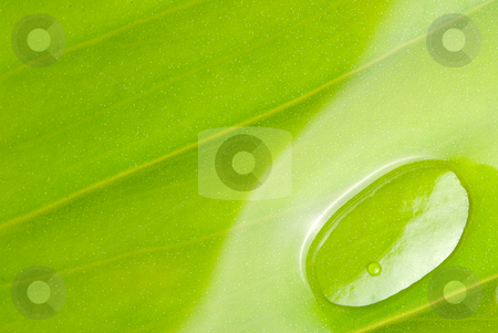To use this stock image in your creative project, please select the size you need over to the right and click the "Add to Cart" button.
Your downloaded image will come with the Cutcaster watermark removed so don’t worry about the watermark you see on this page. Rain drops on new leaf stock photo, Rain drops on new leaf, concept of freshness and spring by Lawren