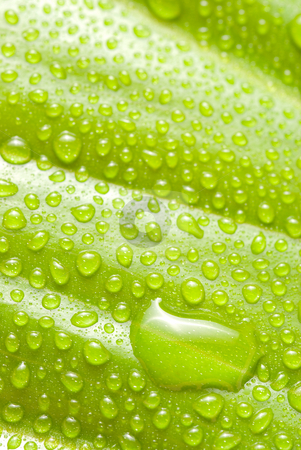 Rain drops on new leaf Rain drops on new leaf stock photo, Rain drops on new leaf, concept of freshness and spring by Lawren