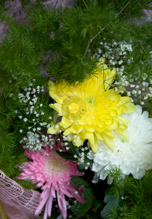 To use this stock image in your creative project, please select the size you need over to the right and click the "Add to Cart" button.
Your downloaded image will come with the Cutcaster watermark removed so don’t worry about the watermark you see on this page. Chrysanthemum and aster stock photo, Bunch of flowers chrysanthemum and aster by Alexey Romanov