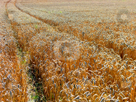 Field Field stock photo, Field by Julian Weber