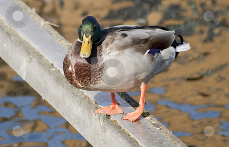 Green headed duck standin in a wood bar Green headed duck standin in a wood bar stock photo, Green headed duck standin in a wood bar with reflections in the water by Karel Miragaya