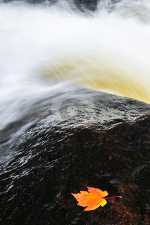 Leaf floating in river Leaf floating in river stock photo, White water river with floating fall maple leaf by Elena Elisseeva