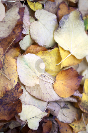 Leaves Leaves stock photo, Texture of fallen leaves of different colors by Fabio Alcini