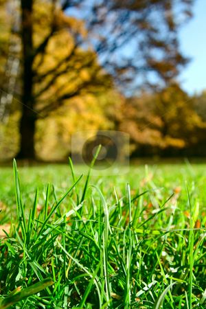 To use this stock image in your creative project, please select the size you need over to the right and click the "Add to Cart" button.
Your downloaded image will come with the Cutcaster watermark removed so don’t worry about the watermark you see on this page. Green grass over autumnal forest stock photo, Green grass over autumnal forest. Vertical image by Sergey Plakhotin