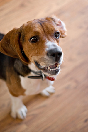 Purebred Beagle Dog Purebred Beagle Dog stock photo, A cute purebred beagle with plenty of copy space. Shallow depth of field. by Todd Arena