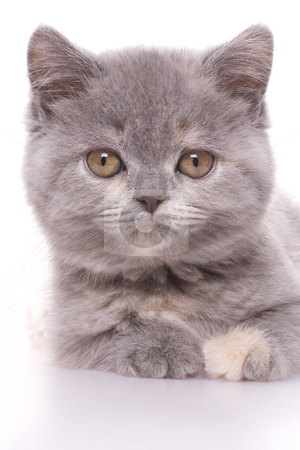 Little kitty Little kitty stock photo, Little kitty with pearls on a white background by Artem Zamula