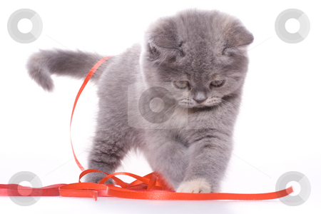 To use this stock image in your creative project, please select the size you need over to the right and click the "Add to Cart" button.
Your downloaded image will come with the Cutcaster watermark removed so don’t worry about the watermark you see on this page. Little kitty stock photo, Little kitty with red ribbon on a white background by Artem Zamula