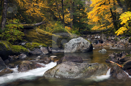 Autumn Falls Autumn Falls stock photo, A series of small waterfalls and cascades on a small creek flow past golden maples trees. by Mike Dawson