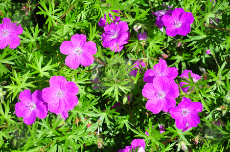 To use this stock image in your creative project, please select the size you need over to the right and click the "Add to Cart" button.
Your downloaded image will come with the Cutcaster watermark removed so don’t worry about the watermark you see on this page. Crane's bill (Geranium) stock photo, Crane's bill (Geranium) by Robert Biedermann