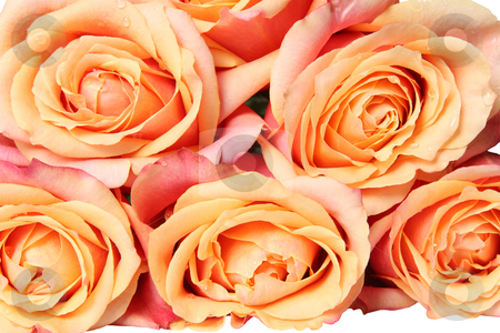 Bouquet of orange roses Bouquet of orange roses stock photo, Rose Bouquet in Pastel Color. Isolated on white by Olga Lipatova