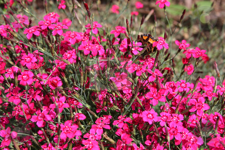 Purple carnations Purple carnations stock photo, Purple carnations in the garden by Olga Lipatova