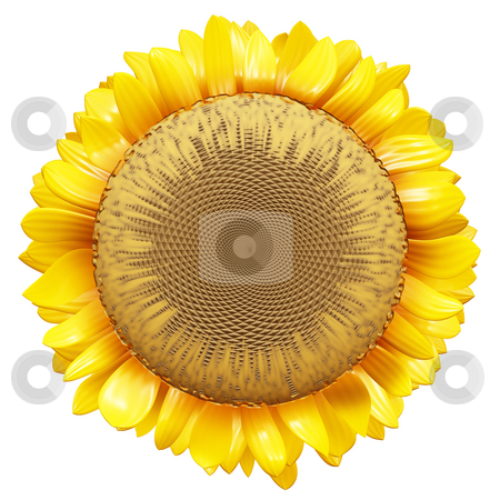 conclusions clip art. clip art sunflower.
