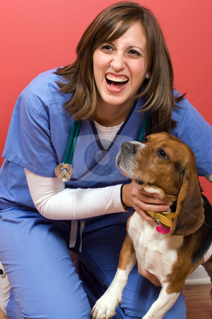 To use this stock image in your creative project, please select the size you need over to the right and click the "Add to Cart" button.
Your downloaded image will come with the Cutcaster watermark removed so don’t worry about the watermark you see on this page. Veterinarian With a Beagle stock photo, A veterinarian posing with a purebred beagle dog. by Todd Arena