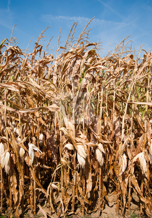 Corn stalks Corn stalks stock photo, Field of dried corn stalks by Jaime Pharr