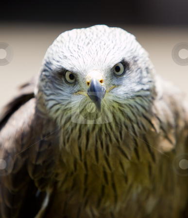 To use this stock image in your creative project, please select the size you need over to the right and click the "Add to Cart" button.
Your downloaded image will come with the Cutcaster watermark removed so don’t worry about the watermark you see on this page. Bird of prey stock photo, Image of a bird of prey over a natural background by Ivan Montero