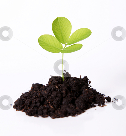 Green Green stock photo, A small plant sown, Isolated and natural image by Giuseppe Ramos