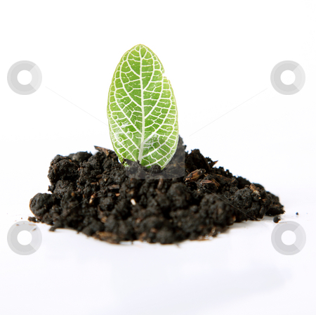 Leaf Leaf stock photo, A leaf sown over white background. Nature image by Giuseppe Ramos