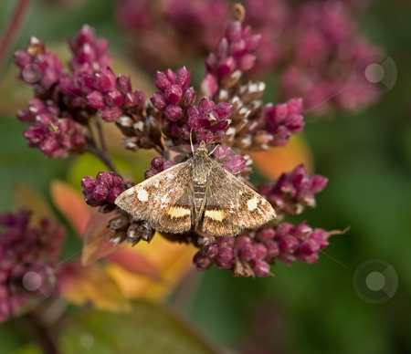 To use this stock image in your creative project, please select the size you need over to the right and click the "Add to Cart" button.
Your downloaded image will come with the Cutcaster watermark removed so don’t worry about the watermark you see on this page. Micro Mint moth stock photo, Mint Moth Pyrausta aurata micro-moth with wings spread by Susan Robinson