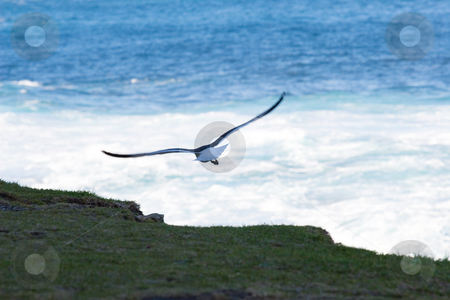 To use this stock image in your creative project, please select the size you need over to the right and click the "Add to Cart" button.
Your downloaded image will come with the Cutcaster watermark removed so don’t worry about the watermark you see on this page. Bird #3 stock photo, Seagull flying away with the ocean in the background by Sean Nel