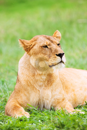 To use this stock image in your creative project, please select the size you need over to the right and click the "Add to Cart" button.
Your downloaded image will come with the Cutcaster watermark removed so don’t worry about the watermark you see on this page. Young Lioness lying down in the grass stock photo, Lioness (Panthera Leo) lying down in the grass, South Africa by Sean Nel