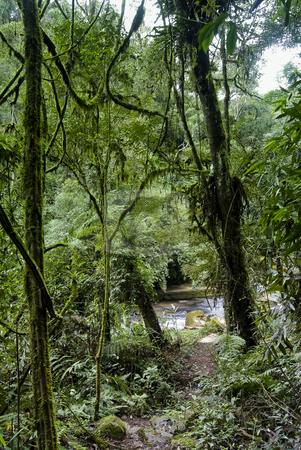 To use this stock image in your creative project, please select the size you need over to the right and click the "Add to Cart" button.
Your downloaded image will come with the Cutcaster watermark removed so don’t worry about the watermark you see on this page. On the Forest stock photo, Track on the fores with liana and river. by Francisco Putini