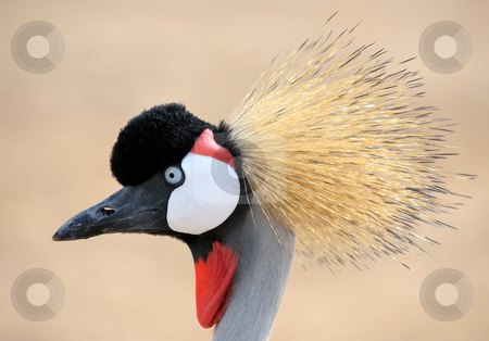 To use this stock image in your creative project, please select the size you need over to the right and click the "Add to Cart" button.
Your downloaded image will come with the Cutcaster watermark removed so don’t worry about the watermark you see on this page. Crowned Crane stock photo, The head is crowned crane, close-up by Vladimir Blinov