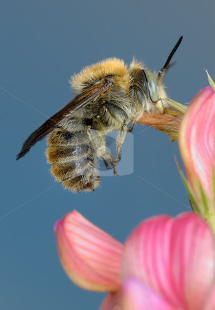 To use this stock image in your creative project, please select the size you need over to the right and click the "Add to Cart" button.
Your downloaded image will come with the Cutcaster watermark removed so don’t worry about the watermark you see on this page. Luxurious bed stock photo, Little bee asleep, clutching a flower petal. by Vladimir Blinov