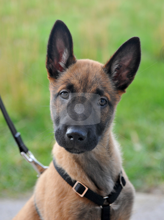 To use this stock image in your creative project, please select the size you need over to the right and click the "Add to Cart" button.
Your downloaded image will come with the Cutcaster watermark removed so don’t worry about the watermark you see on this page. Puppy malinois stock photo, Portrait of a young puppy purebred belgian shepherd malinois with harness by Bonzami Emmanuelle