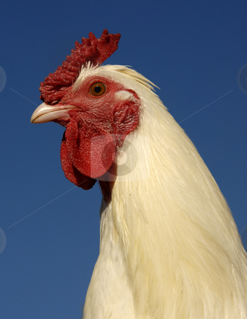 To use this stock image in your creative project, please select the size you need over to the right and click the "Add to Cart" button.
Your downloaded image will come with the Cutcaster watermark removed so don’t worry about the watermark you see on this page. White rooster stock photo, Close up of a white rooster on a blue sky, symbol of france by Bonzami Emmanuelle