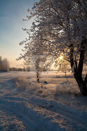 Snowy Tree Snowy Tree stock photo, by Tijs Zwinkels