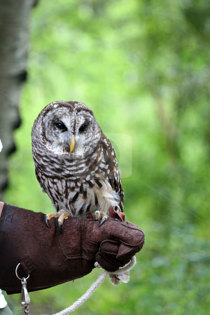 Barn Owl Barn Owl stock photo, A barn owl sitting on the arm of a handler by Darryl Brooks