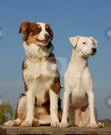 Two friends Two friends stock photo, Portrait of a purebred jack russel terrier and a puppy australian shepherd by Bonzami Emmanuelle