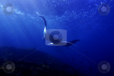 Manta ray Manta ray stock photo, Manta ray at Manta Point divesite, Bali, Indonesia by Kjersti Jorgensen