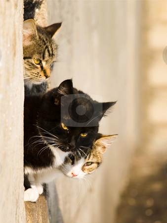 To use this stock image in your creative project, please select the size you need over to the right and click the "Add to Cart" button.
Your downloaded image will come with the Cutcaster watermark removed so don’t worry about the watermark you see on this page. Cats stock photo, Three cats outdoor in sunny day by Sergej Razvodovskij